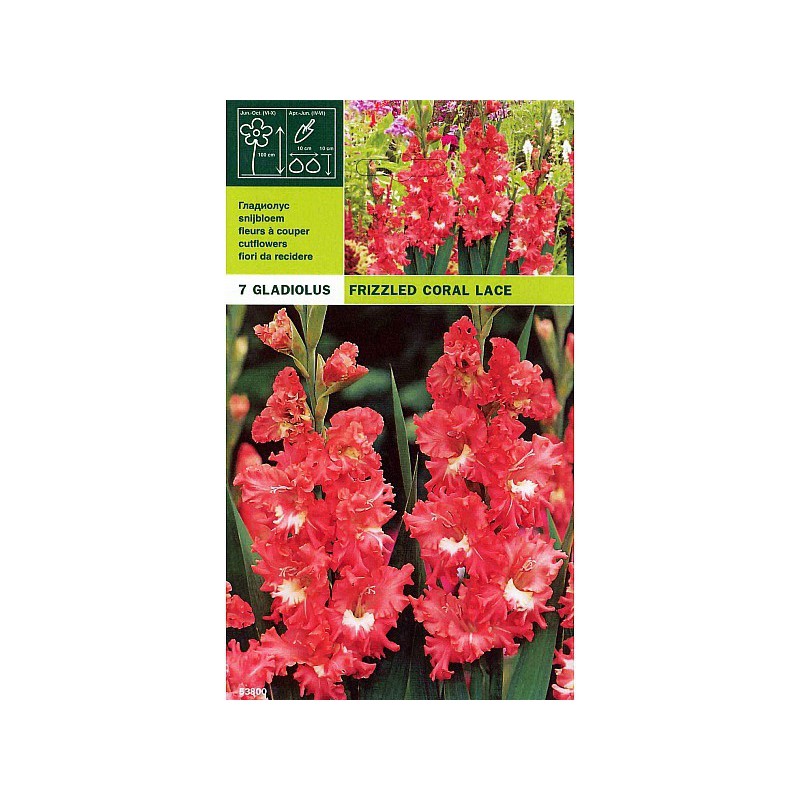 Gladioli pack 7 ampoules
