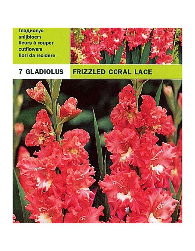 Gladioli pack 7 ampoules