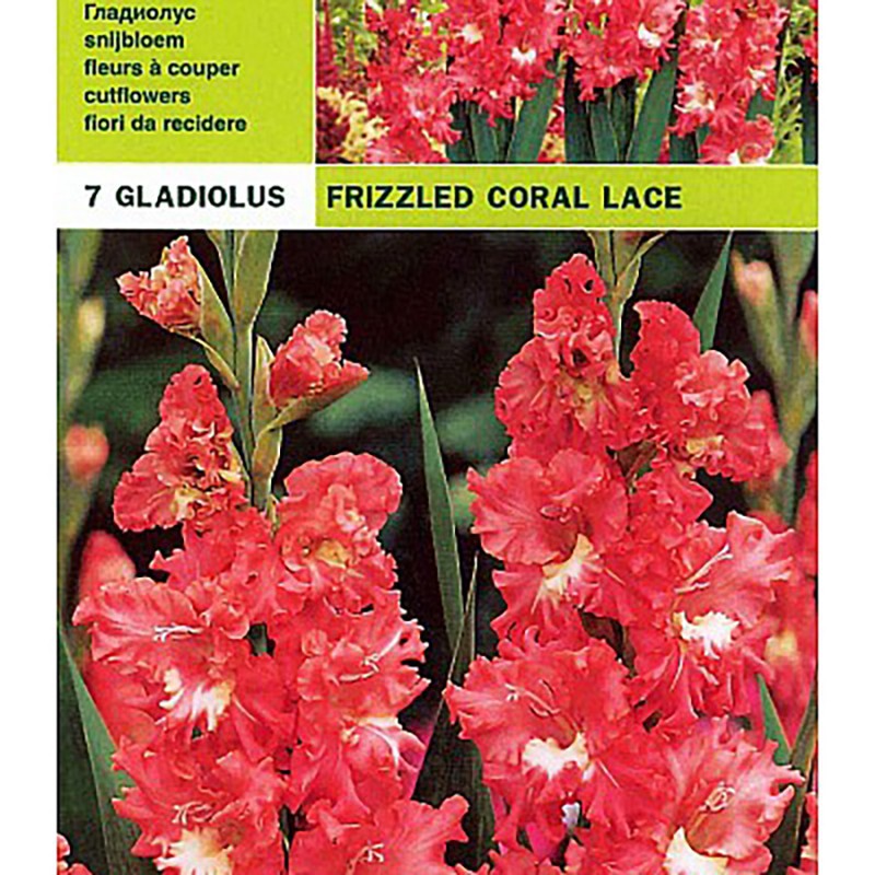 Gladioli pack 7 ampoules