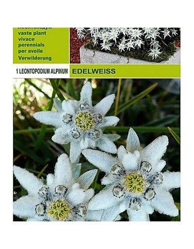 Edelweiss