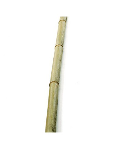 Bamboo cane 2 m
