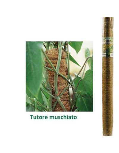 Tutor de almizcle con corbatas