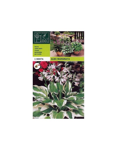 Hosta albo marge 1 racine