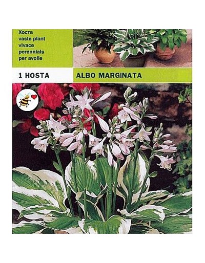 Hosta albo marge 1 racine