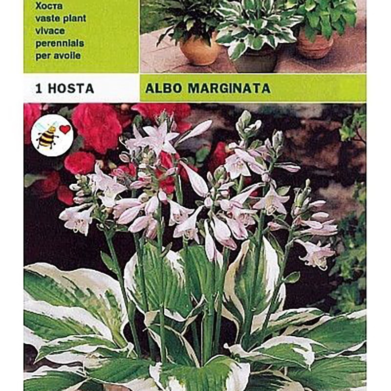 Hosta albo margined 1 root