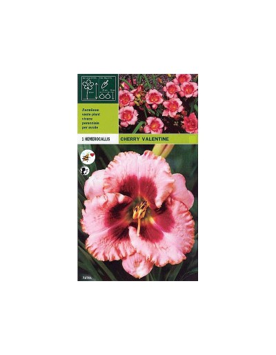 Hemerocallis cherry valentine 1 radice