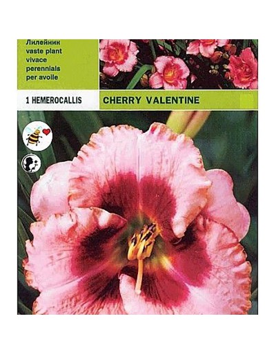 Hemerocallis körsbär valentine 1 rot