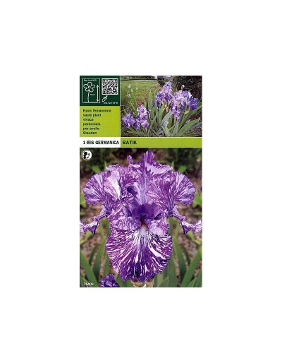Iris germanica batik 1 radice