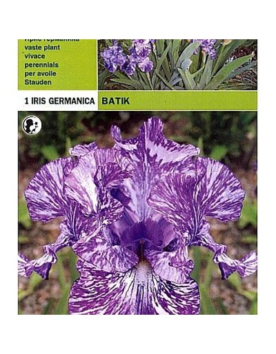 Iris Germanic batik 1 racine