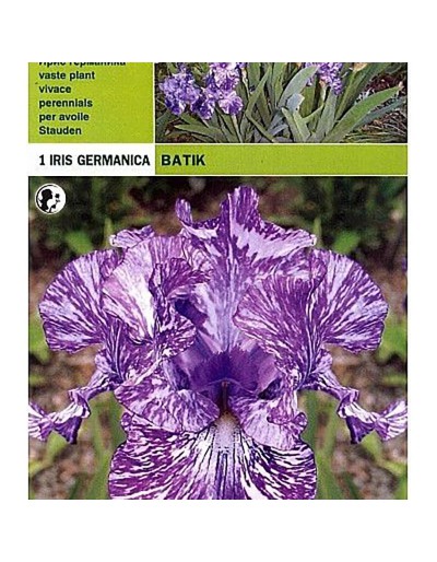 Iris germanica batik 1 korzeń