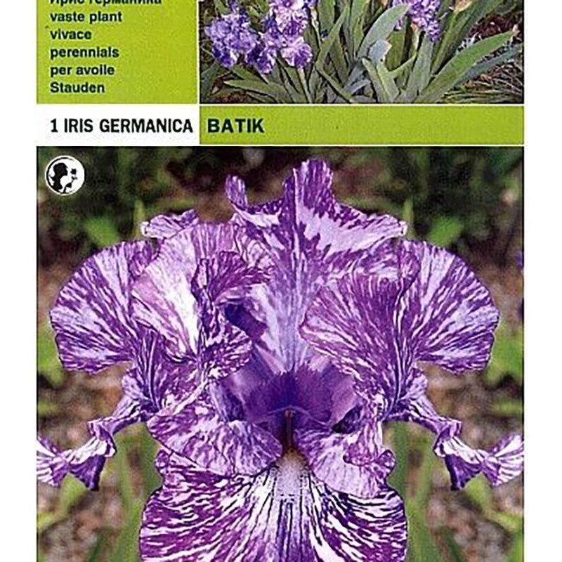 Iris Germanic batik 1 root