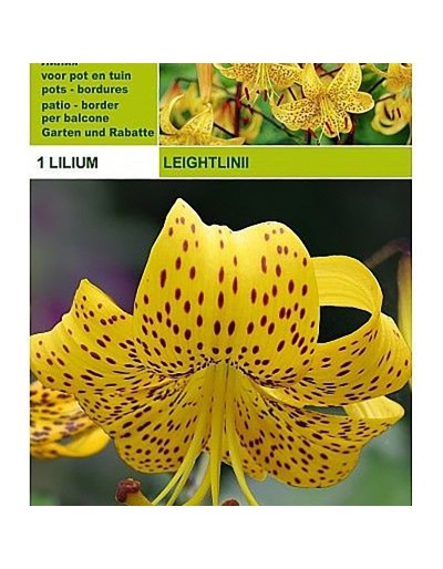 Lillium tigrinum leightlinii 1 glödlampa