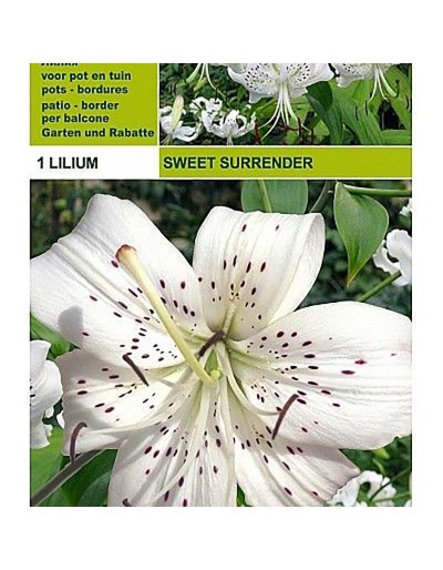 Lillium tigrinum sweet surrener 1 bulbo