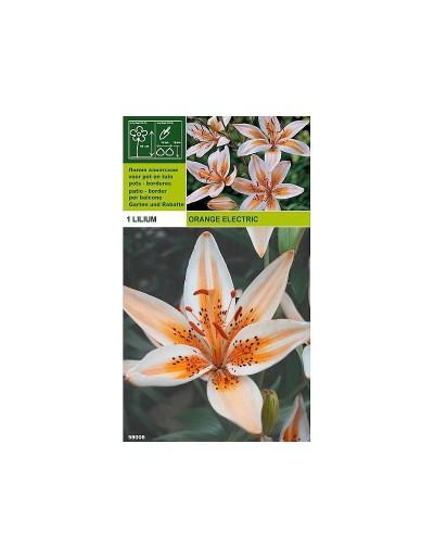 Lillium asiatisk orange elektrisk 1 glödlampa