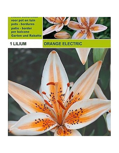 Lillium asiatic naranja eléctrico 1 bombilla