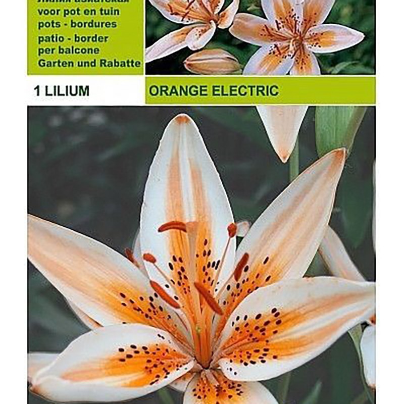 Lillium asiatic orange electric 1 bulbo