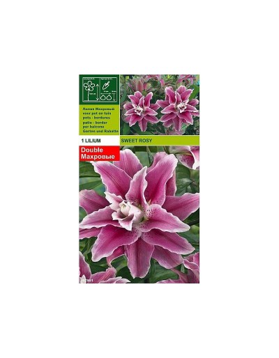 Lillium sweet rosy 1 bulbo