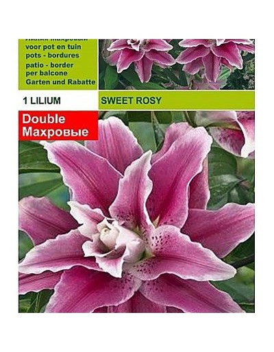 Lillium söt rosa 1 glödlampa