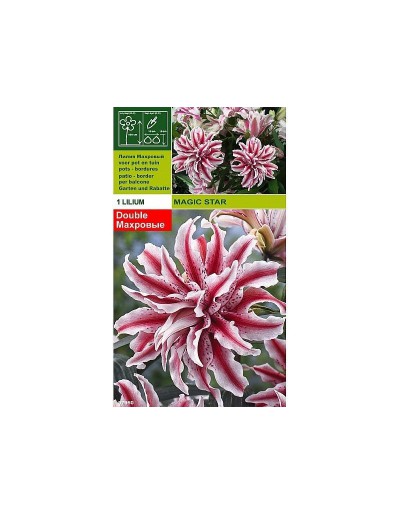 Lillium magic star 1 bulbo