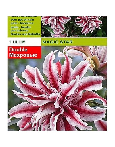 Lilium magiczna gwiazda 1 żarówka