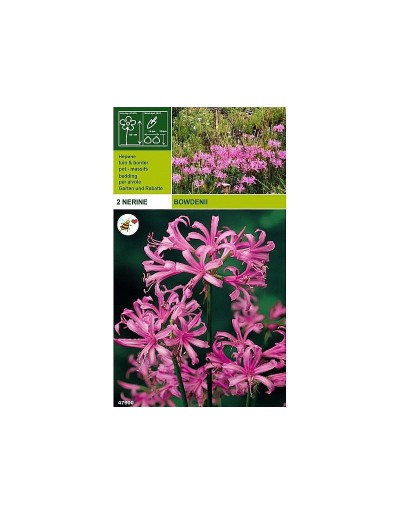 Nerine bowdenii 2 bulbi