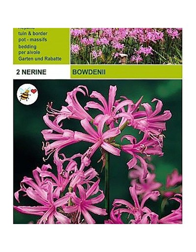 Nerine bowdenii 2 bulbi