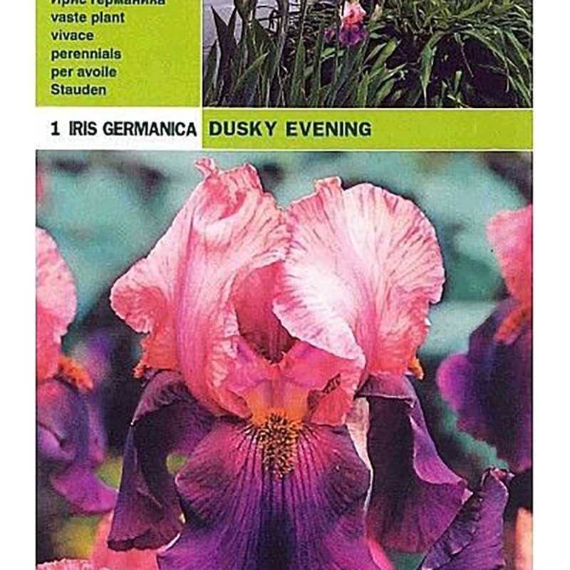 Iris germanica dusky evening 1 radice
