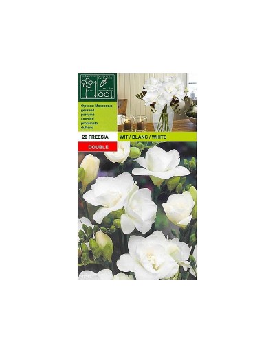 Freesia double white 20 bulbi