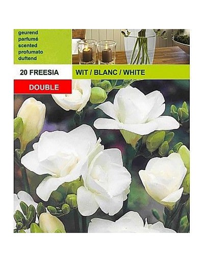 Freesia double white 20 bulbi