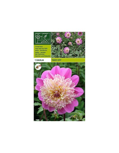 Dahlia take off 1 bulbo