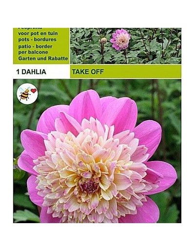 Dahlia take off 1 bulbo