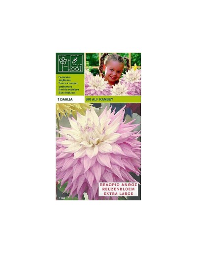 Dahlia dinnerplate sir alf.ramsey 1 bulbo