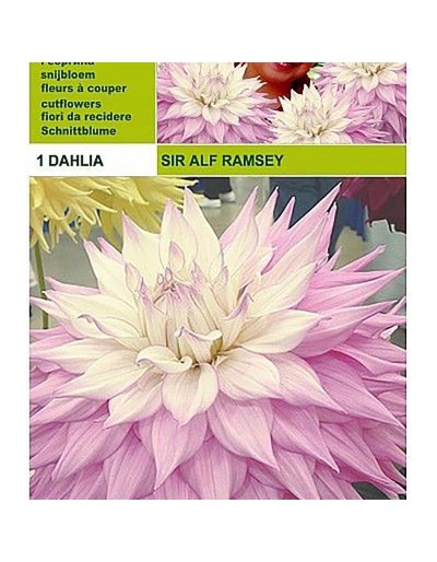 Talerz Dahlia sir alf.ramsey 1 żarówka