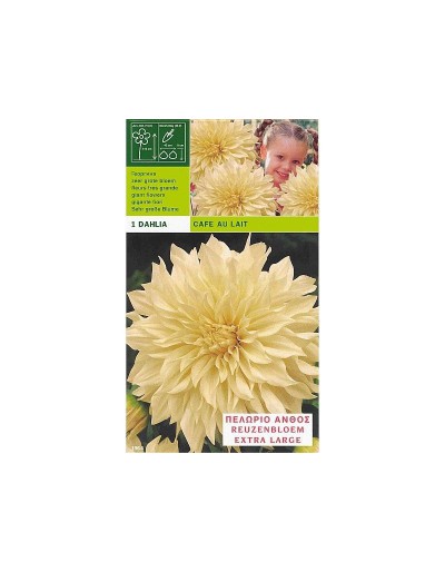 Dahlia dinnerplate cafe au lait 1 bulbo