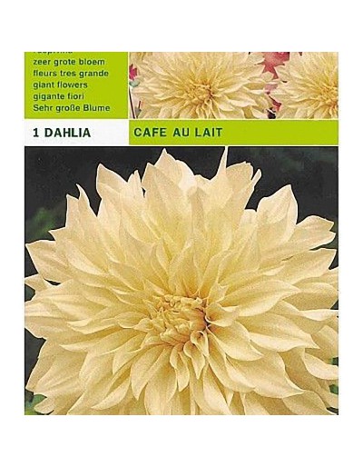 Dahlia tallrik cafe au lait 1 glödlampa