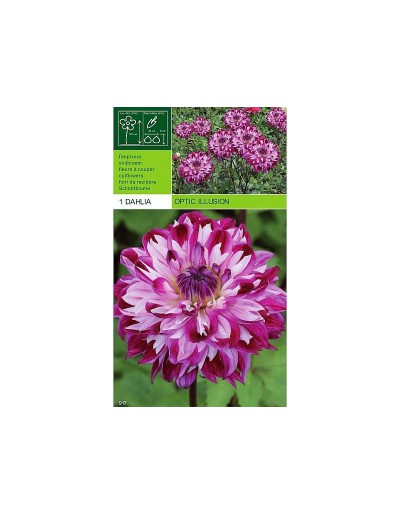 Dahlia decorative optical illusion 1 bulbo