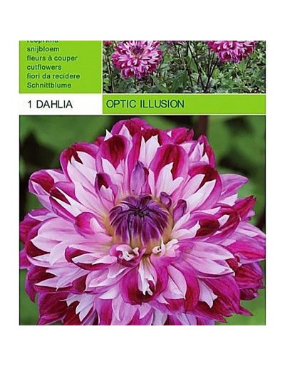 Dahlia decorative optical illusion 1 bulb