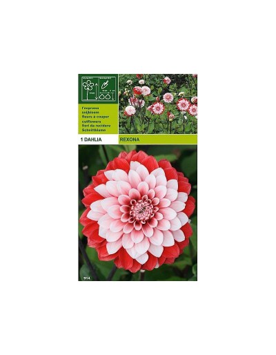 Dahlia decorative rexona 1 bulbo