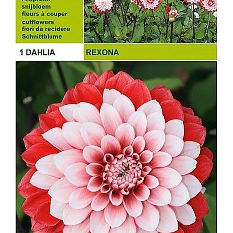 Dahlia decorative rexona 1 bulbo