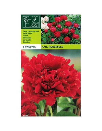 Peonyrose Karl Rosenfeld 1 raiz