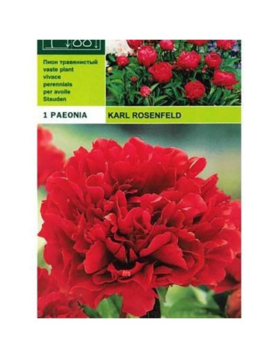 Peonyrose karl rosenfeld 1 radice