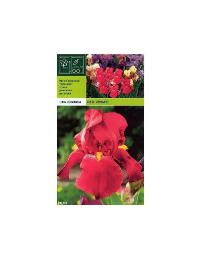 Iris germanique rouge zinger 1 racine