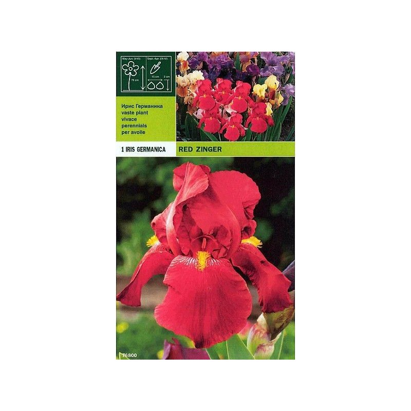 Iris germanica röd zinger 1 rot