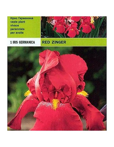 Iris germanica röd zinger 1 rot