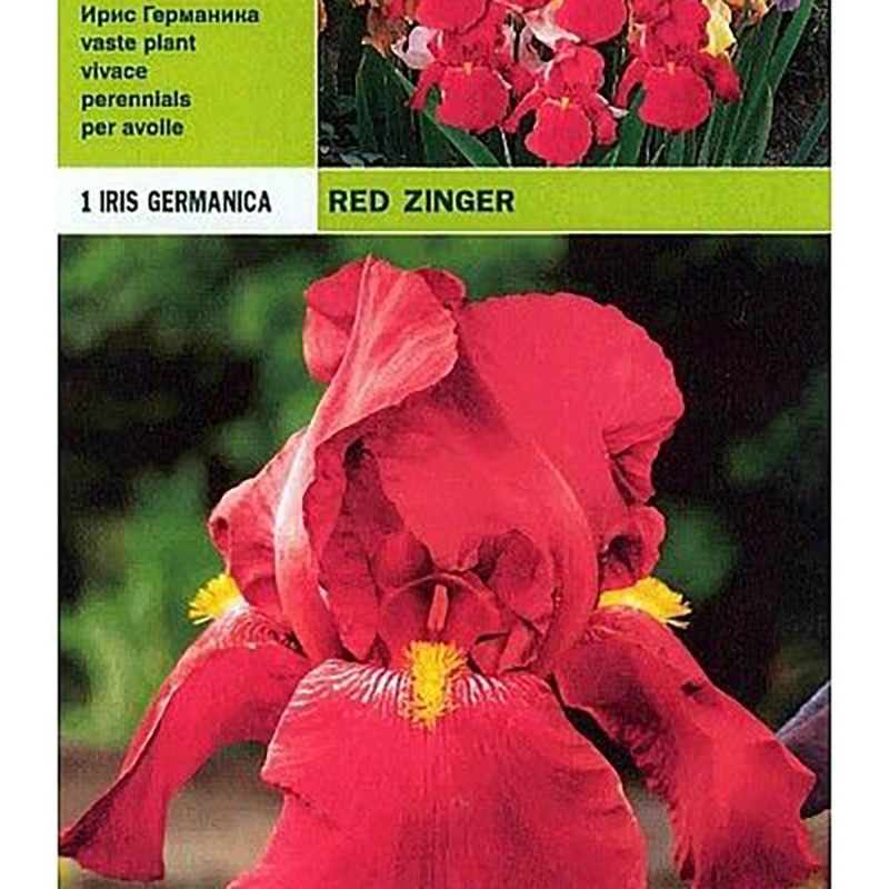 Iris germanic red zinger 1 root