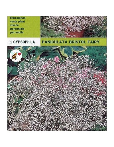 Bulbi gypsophylla paniculata bristol fée 1 bulbe