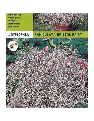 Bulbi gypsophyla paniculata bristol fairy 1 bulbo