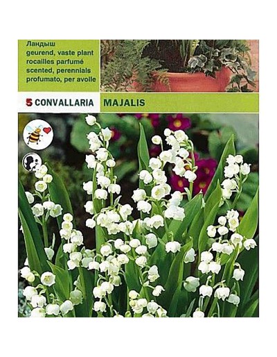 Convallaria majalis 5 lökar