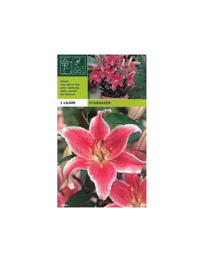 Lillium oriental stargazer 1 bulb