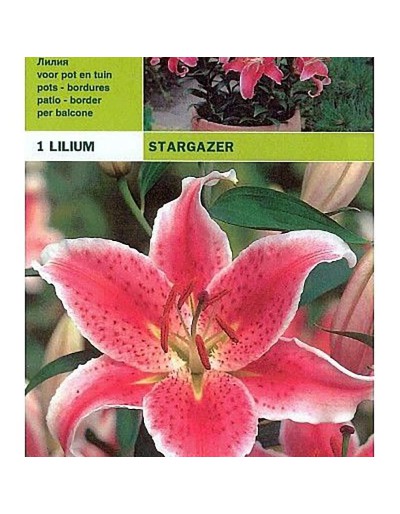 Lillium oriental stargazer 1 bulb